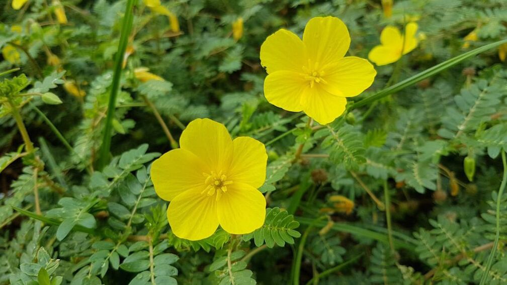 Tribulus root extract in Feronex